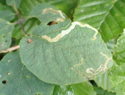 Aulagromyza luteoscutellata